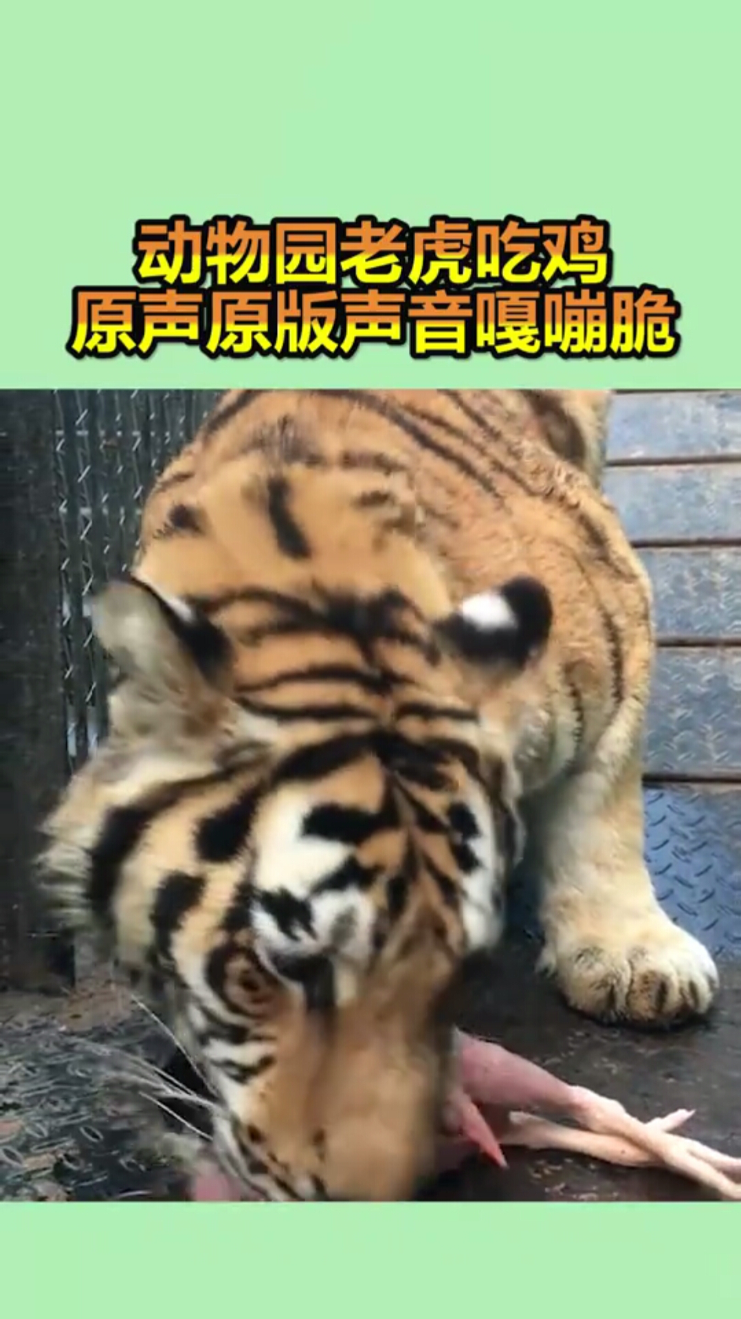 动物园老虎吃鸡原声原版声音嘎嘣脆