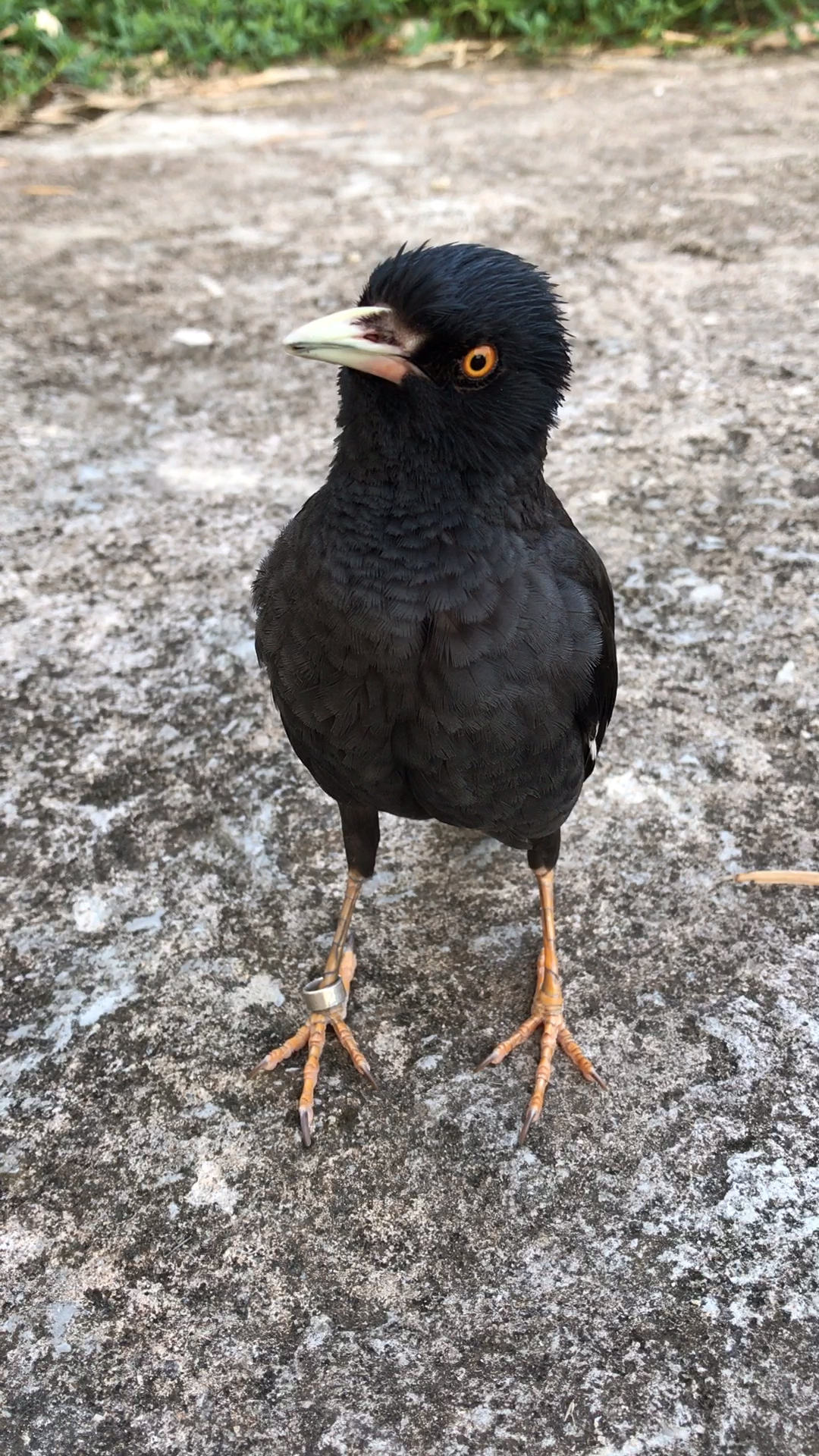 邻居家养的乌鸦成精了见人就开口要红包