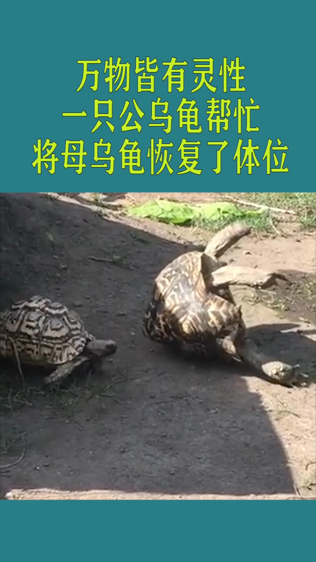 搞笑萌宠#真是万物皆有灵性,一只公乌龟帮忙,将母乌龟恢复了体位!