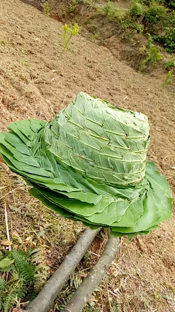 纯天然叶子帽