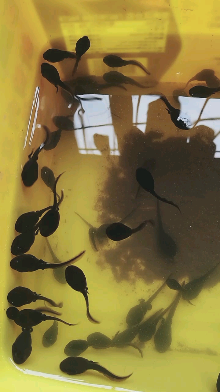 养蝌蚪第六天,今天发现了前脚长出来的了