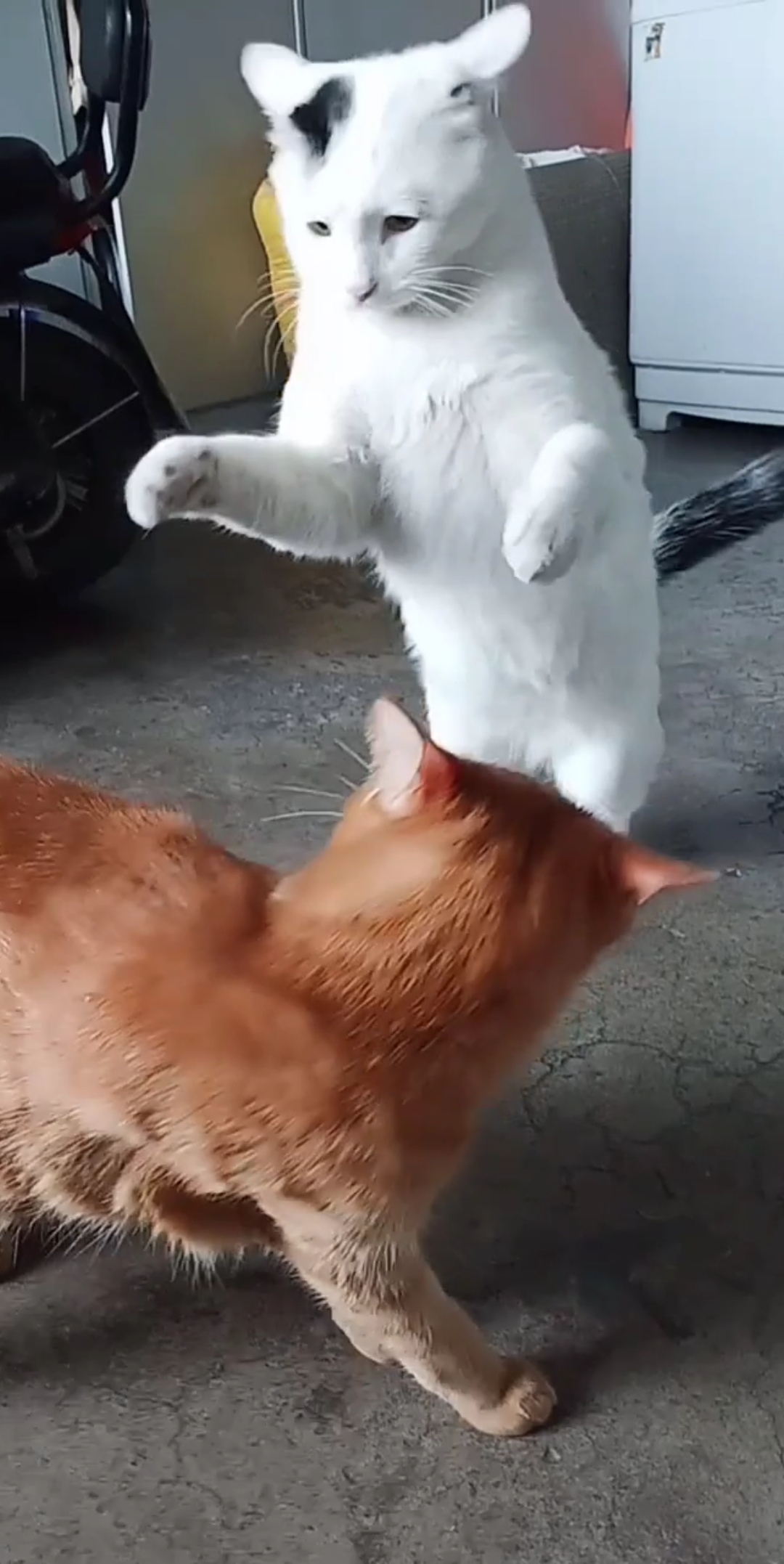 猫的决斗