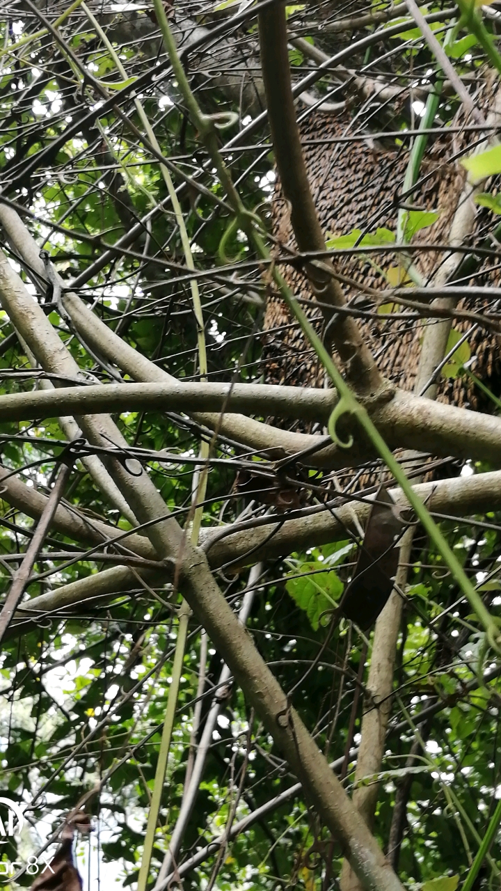 今天收获的野生大排蜂,蜂蜜很纯.