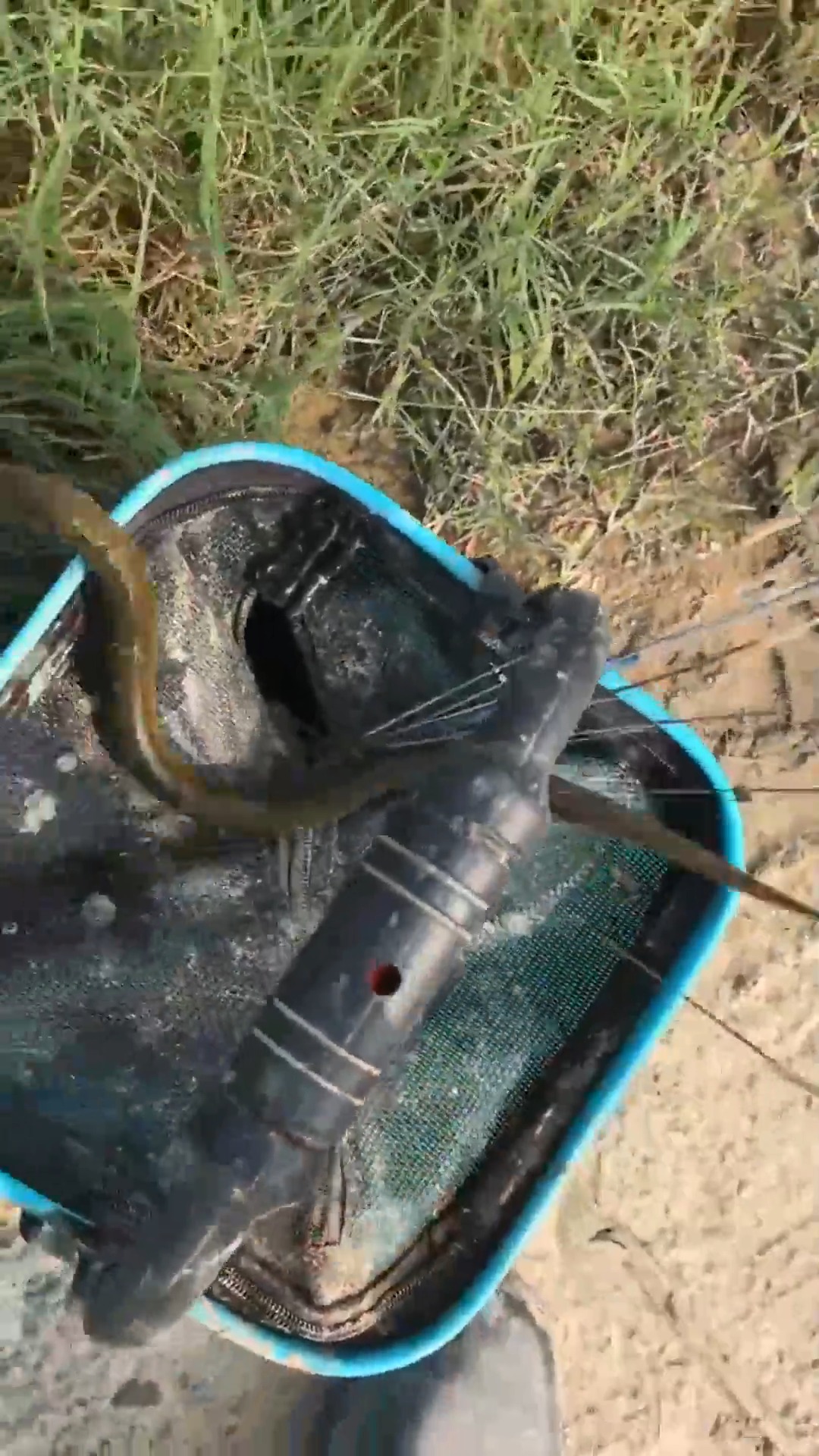 娱乐#农村小伙发现了一黄鳝洞,洞不小但是鳝鱼却不大,还差点被跑了!