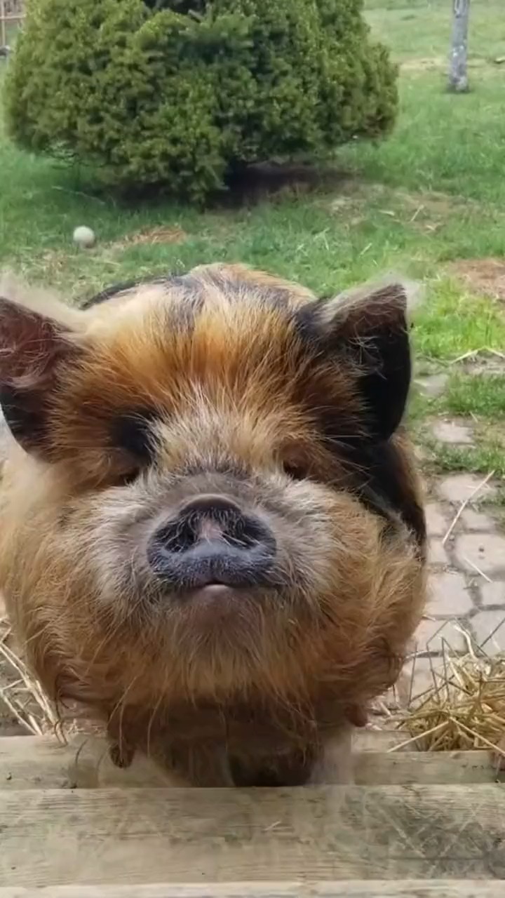 我要上热门#出来玩,麻麻,霍比特猪