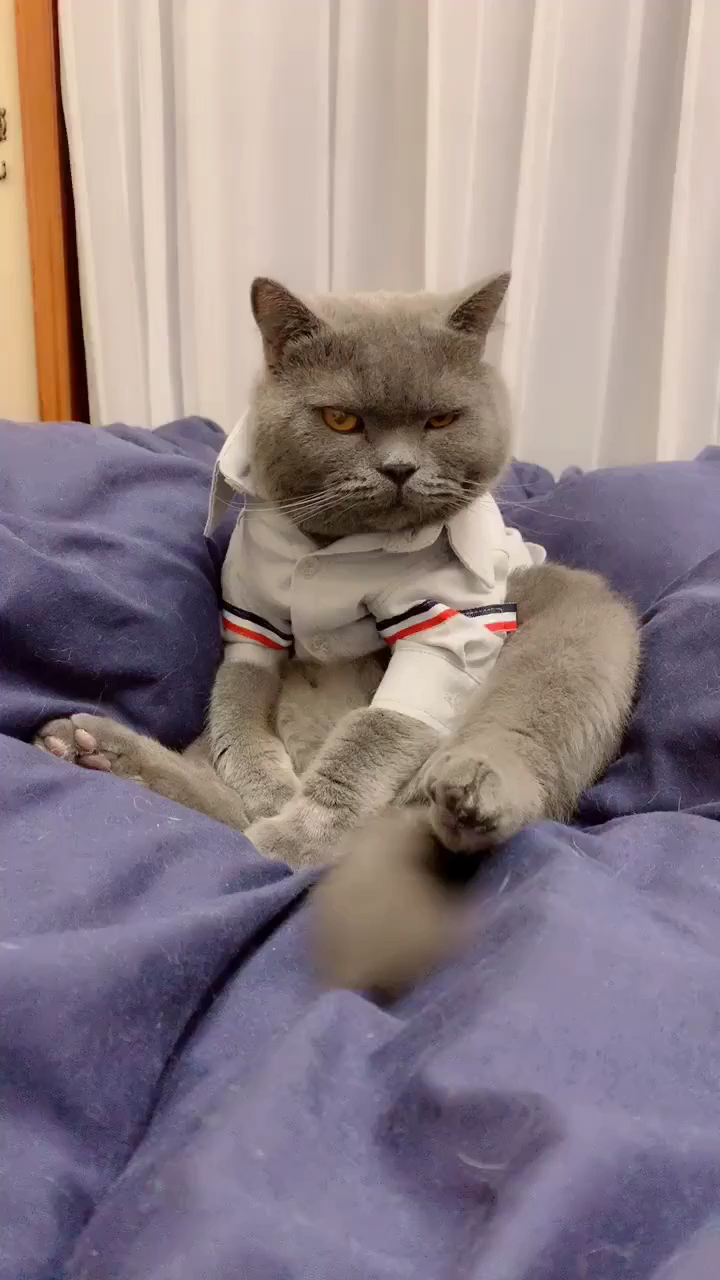 你这只猫怕是有毒吧,魔性