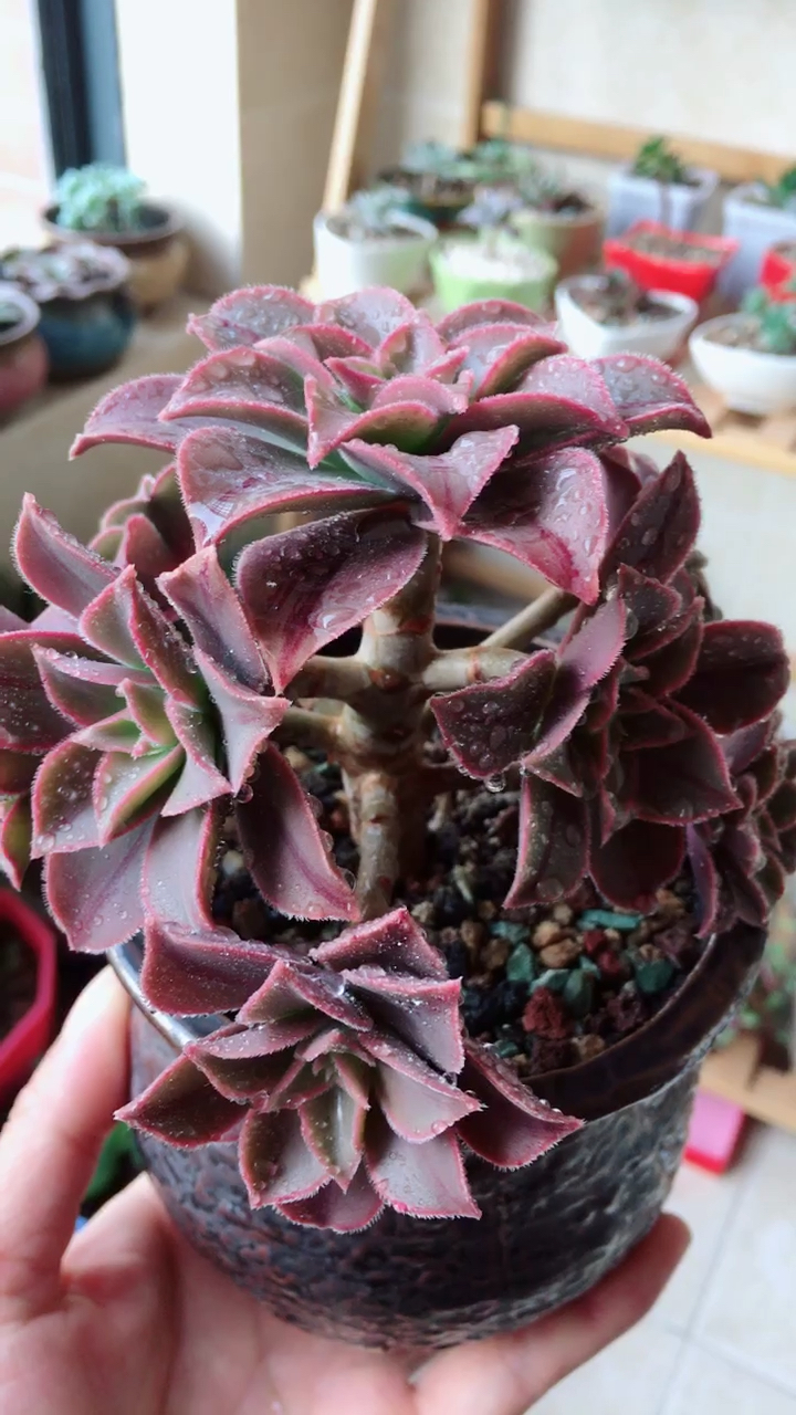 红叶小法师~越看越喜欢