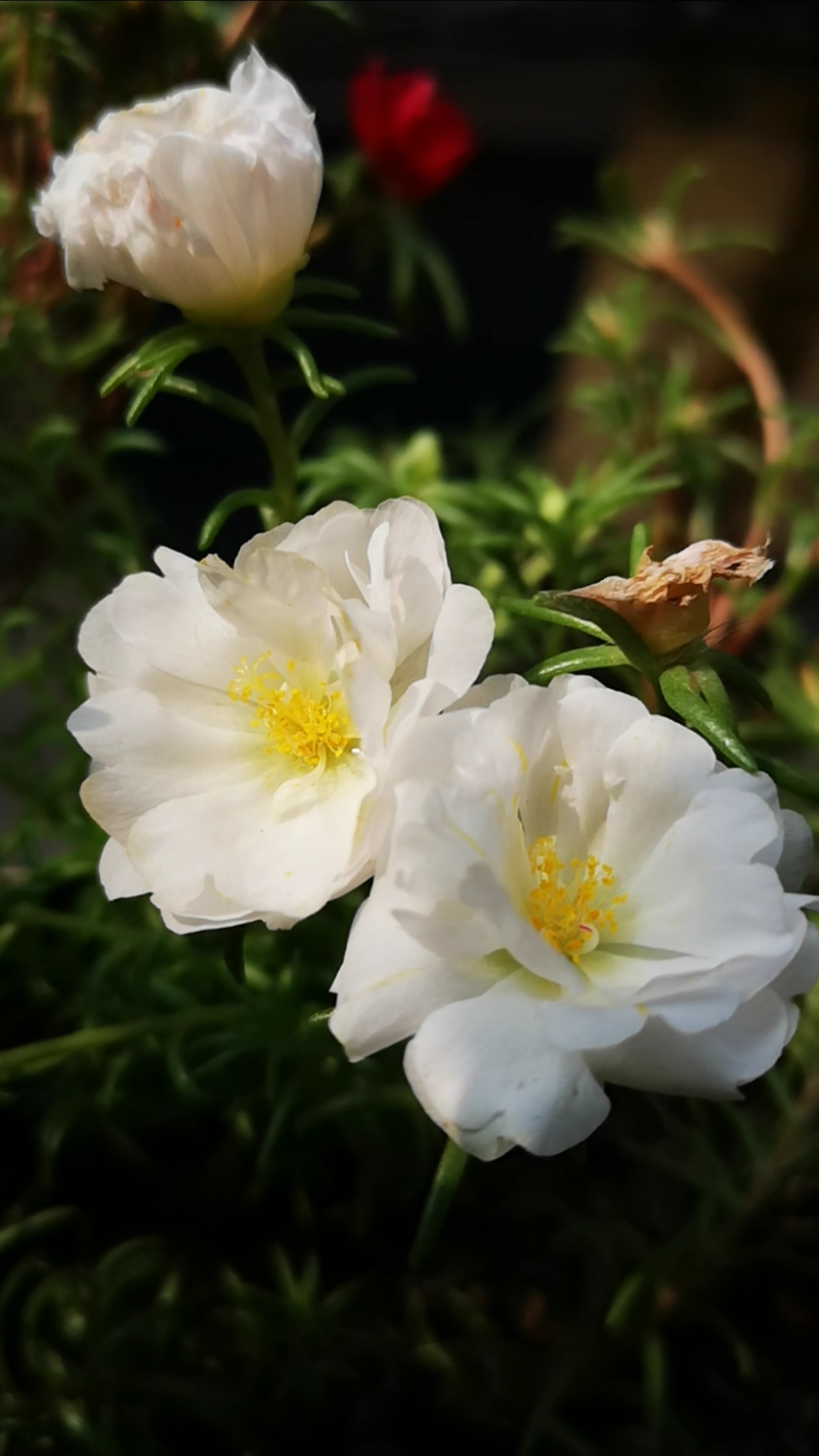 你好,夏天#白色太阳花