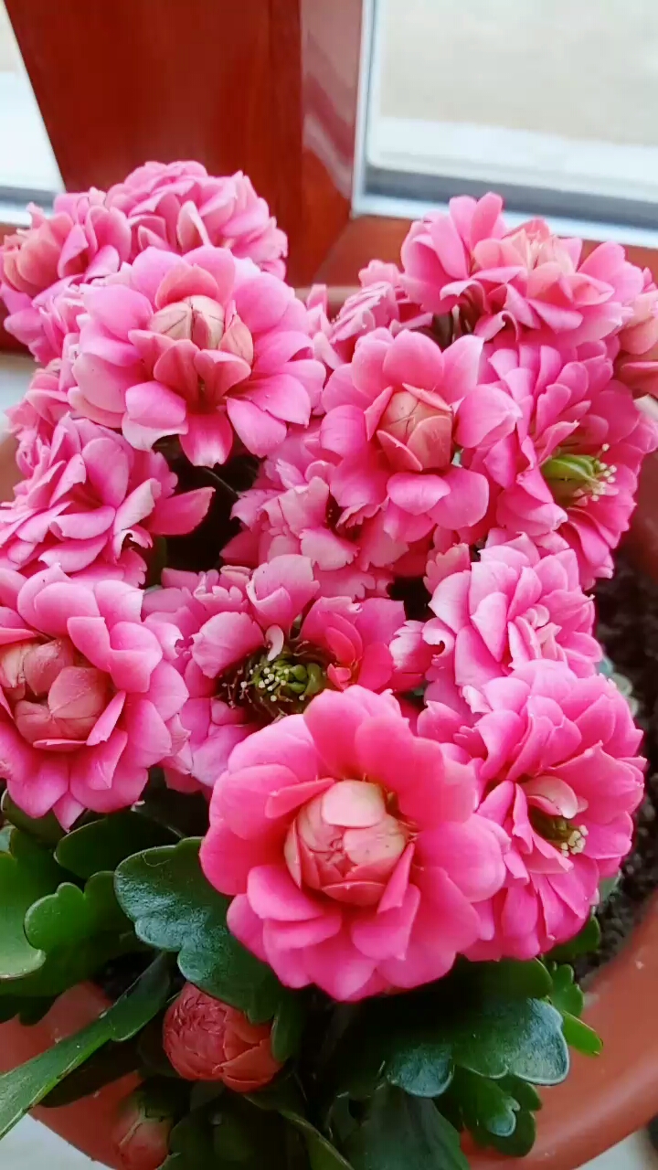 戏精大pk#长寿花中极品,吉他!