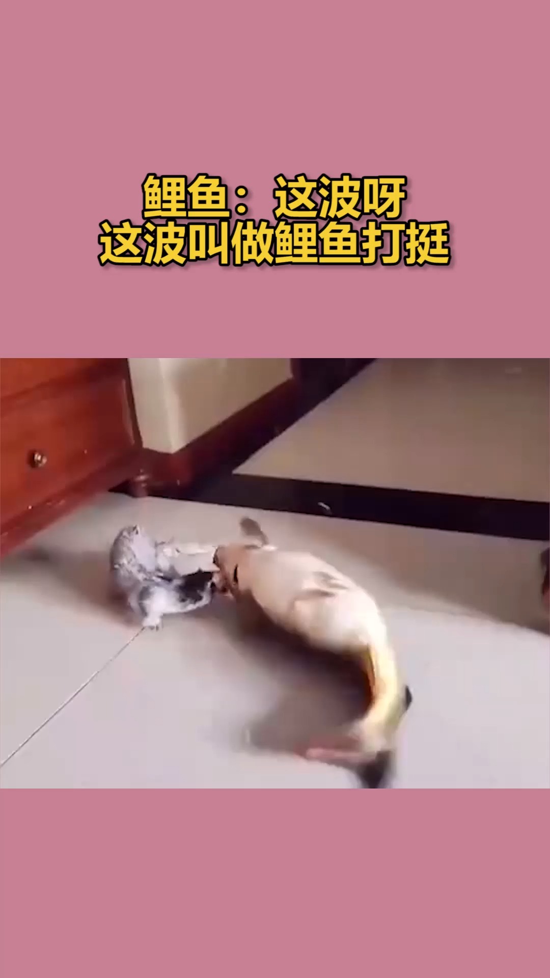 我要上热门#鲤鱼:这波呀,这波叫做鲤鱼打挺