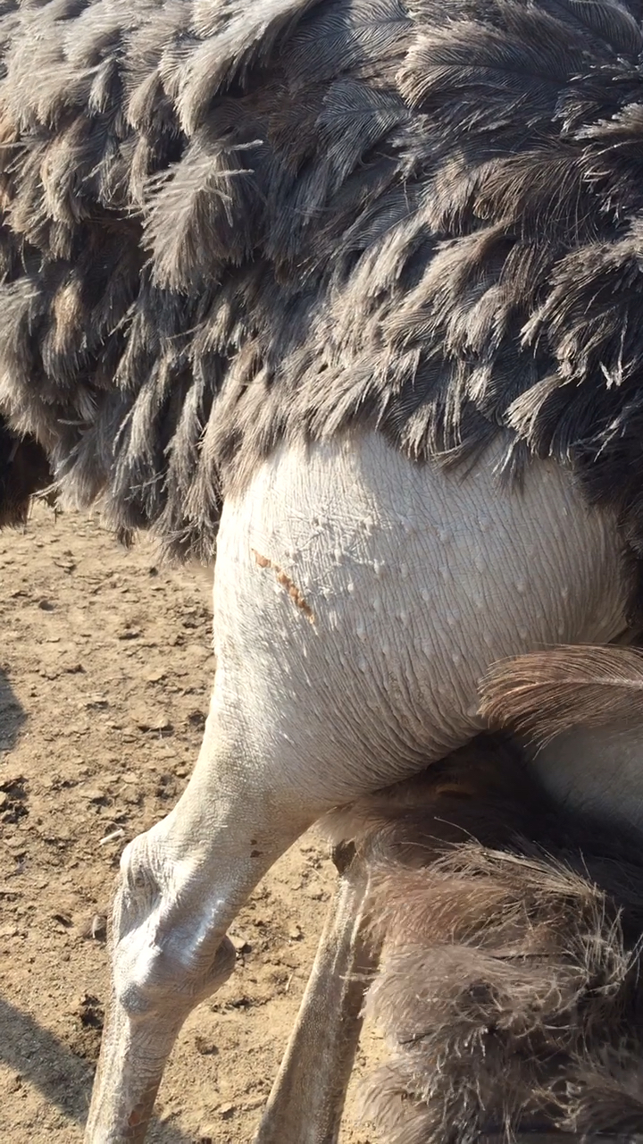 美不美看大腿,这鸵鸟的大腿美吗