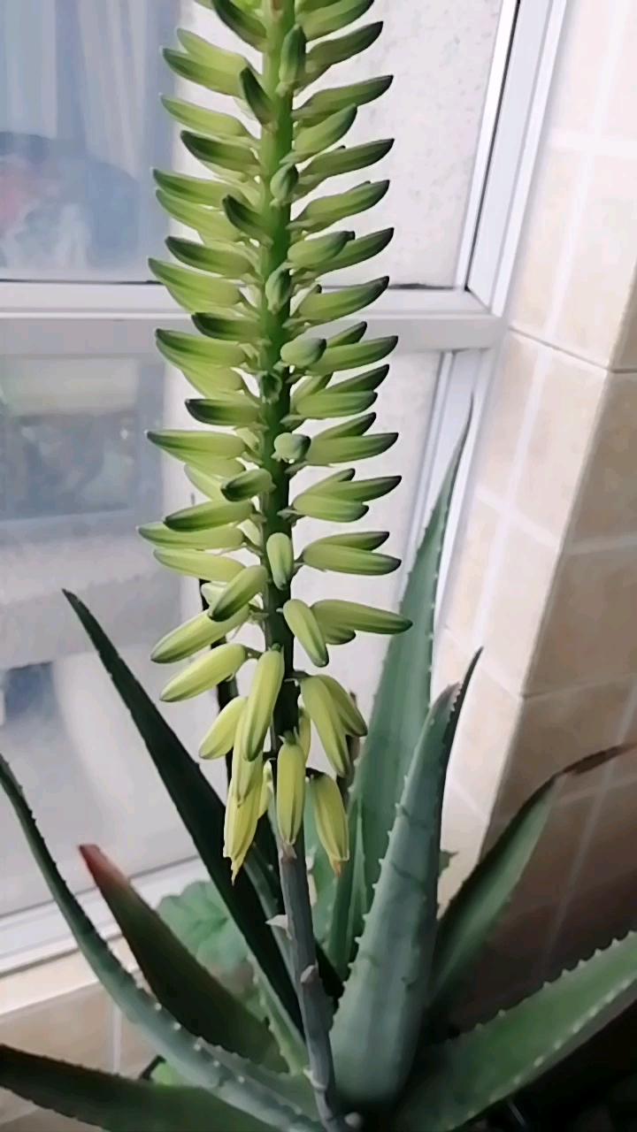 芦荟花苞总算开了,一年一枝花年年不断