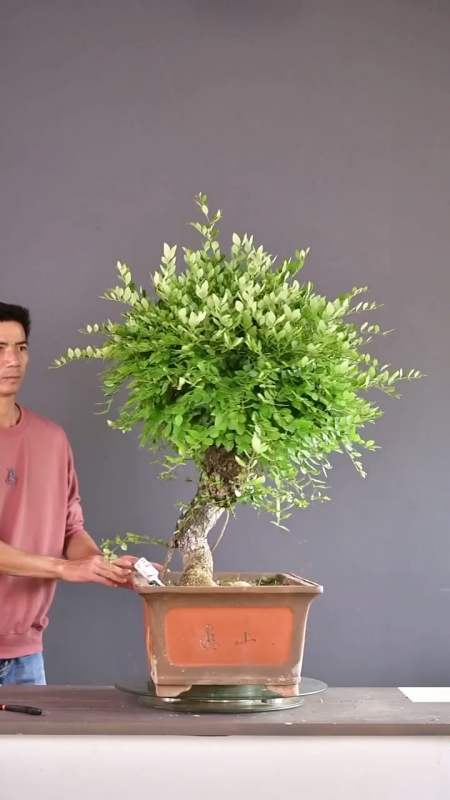 虎刺盆景你见过吗盆景制作盆景修剪盆景造型分享-度小视