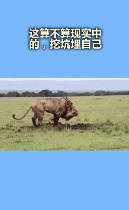 我要上热门#这算不算现实中的,挖坑埋自己