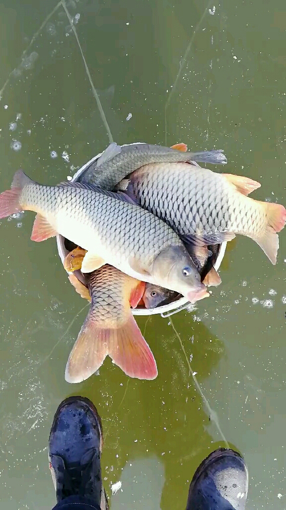 冰钓纯野生鲤鱼