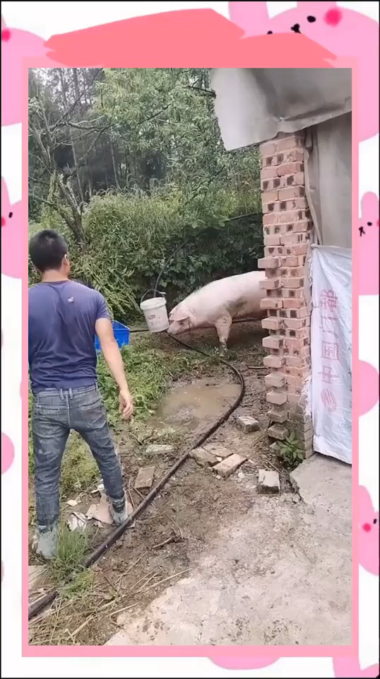 搞笑视频#人和猪打架,这猪脾气可真不小!