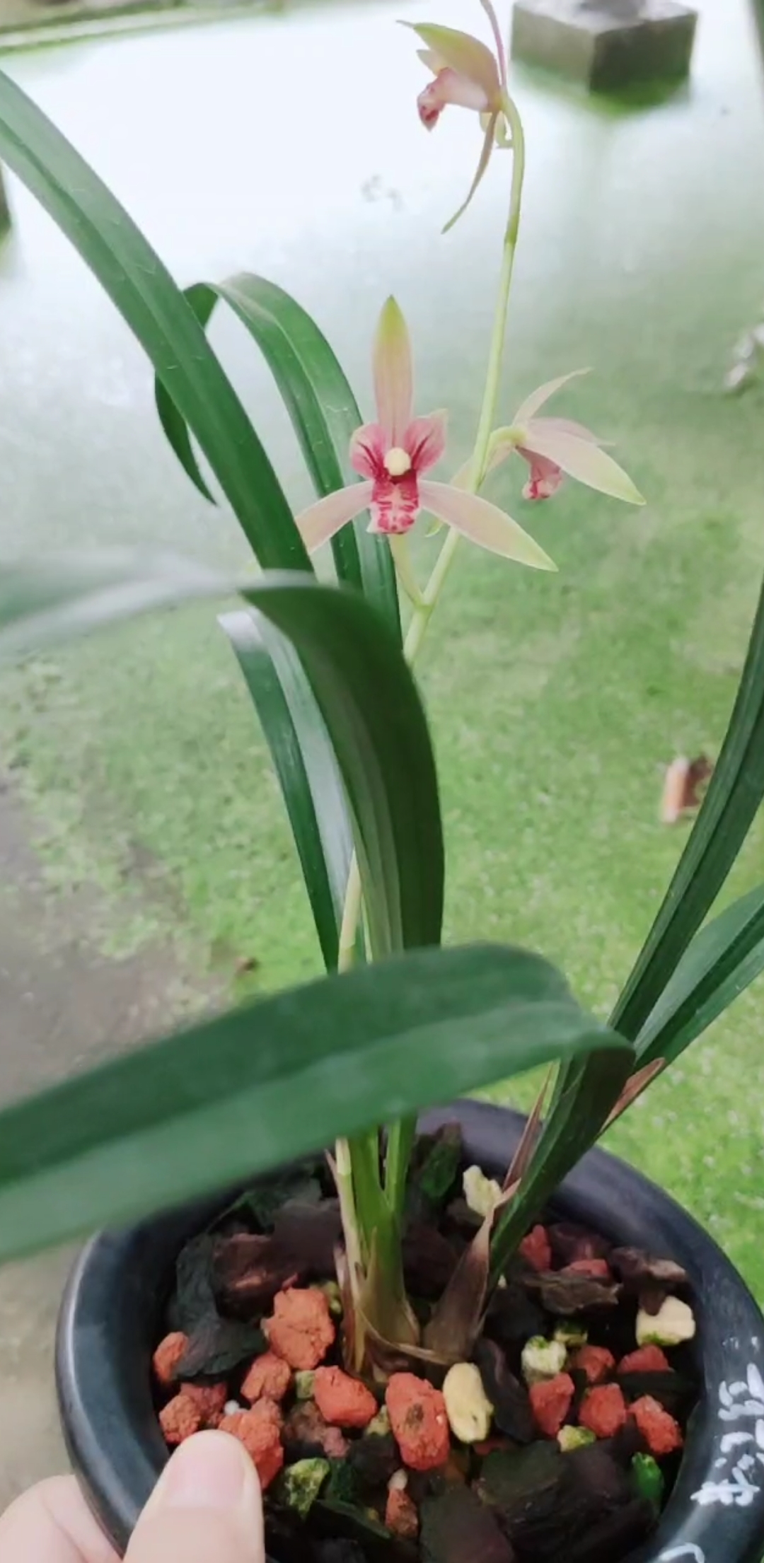 兰花#建兰半江红