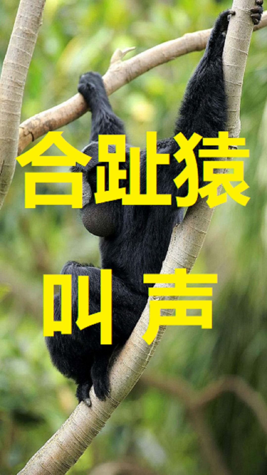 动物搞笑#这是灵笼地吼吗?还好进化的快,要不然在哦哦哦的是谁?