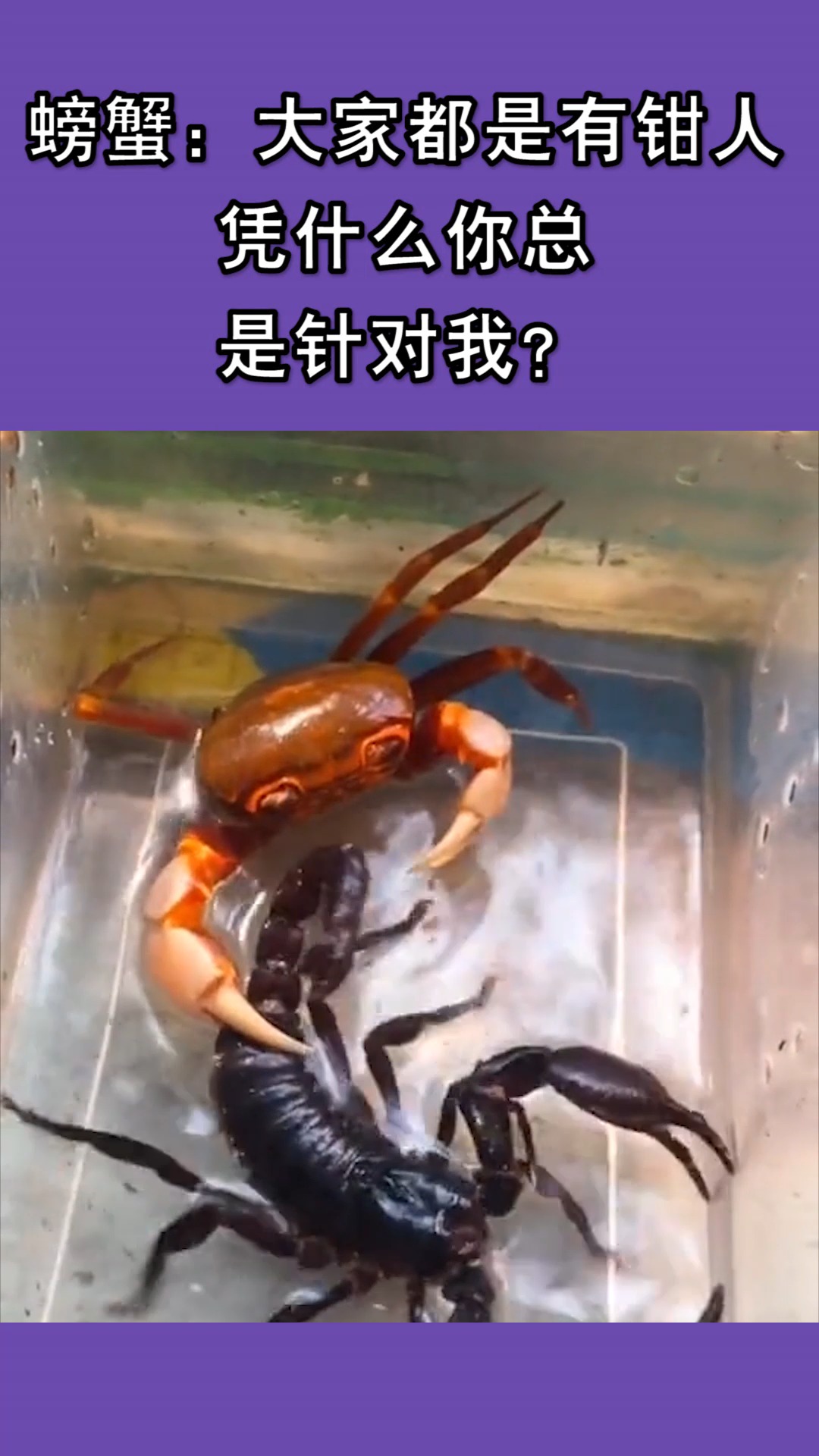 我要上热门#螃蟹:大家都是有钳人,凭什么你总是针对我?