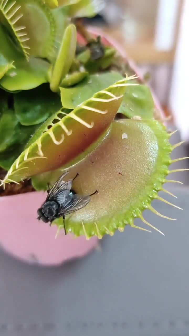 当食人花遇到苍蝇,是食人花变弱了,还是苍蝇不够美味呢