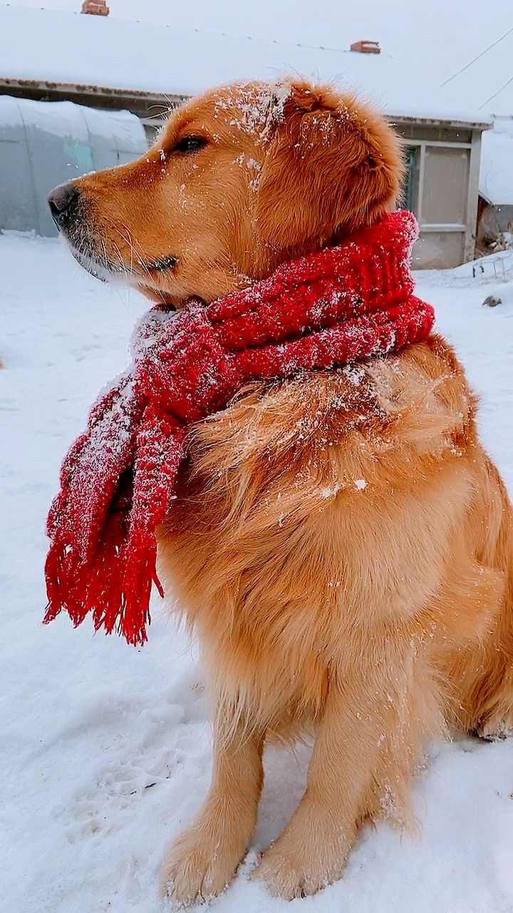 雪地里有只帅气的大金毛