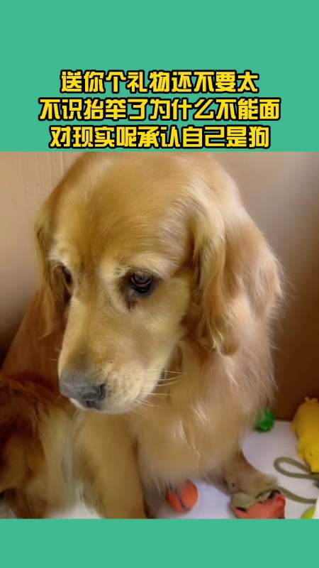 送你个礼物还不要 太不识抬举了为什么不能面对现实呢承认自己是狗真