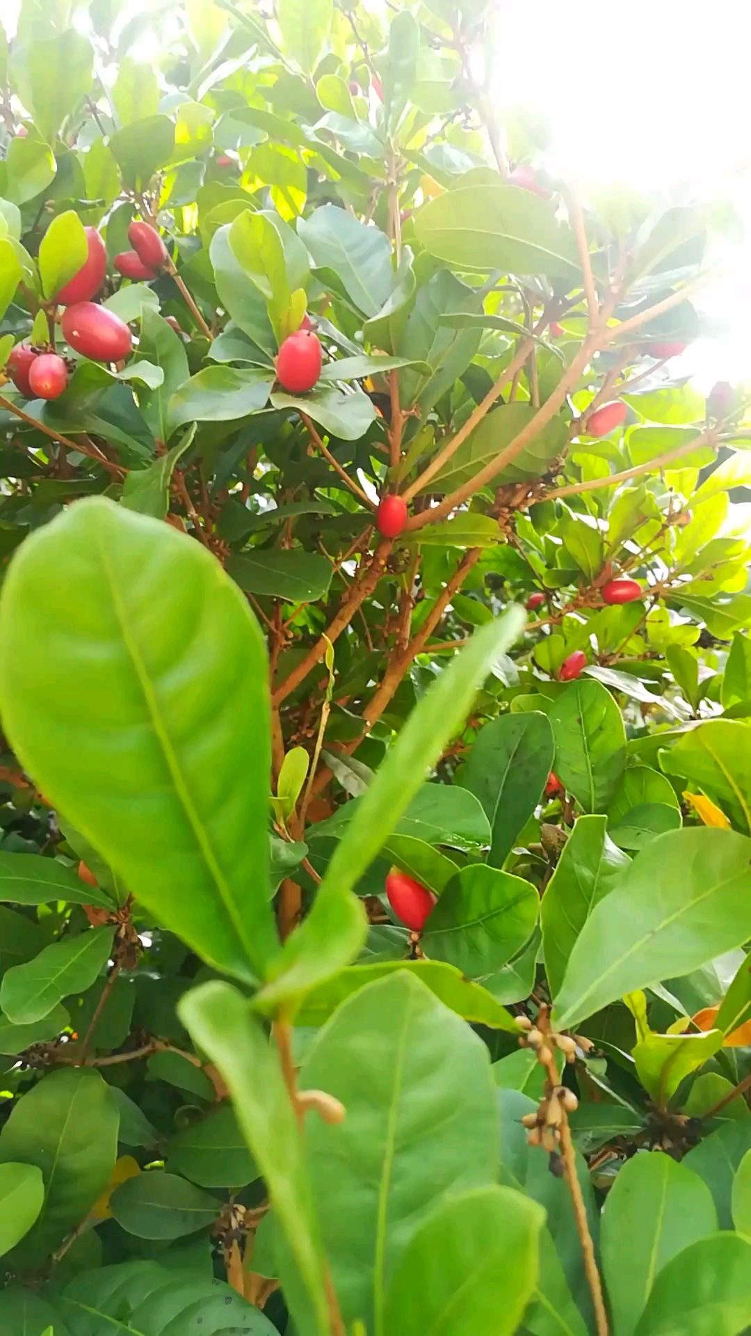 神秘果,看到者幸福美满