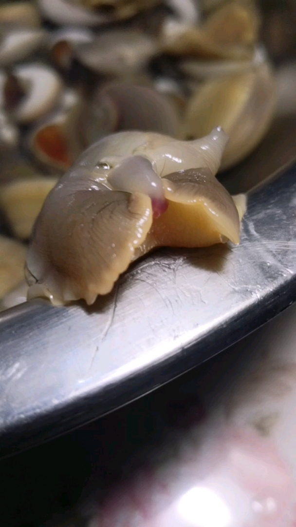 海螺姑娘,蛤蜊姑娘咬嘴唇喽,看了,你别咬舌头?