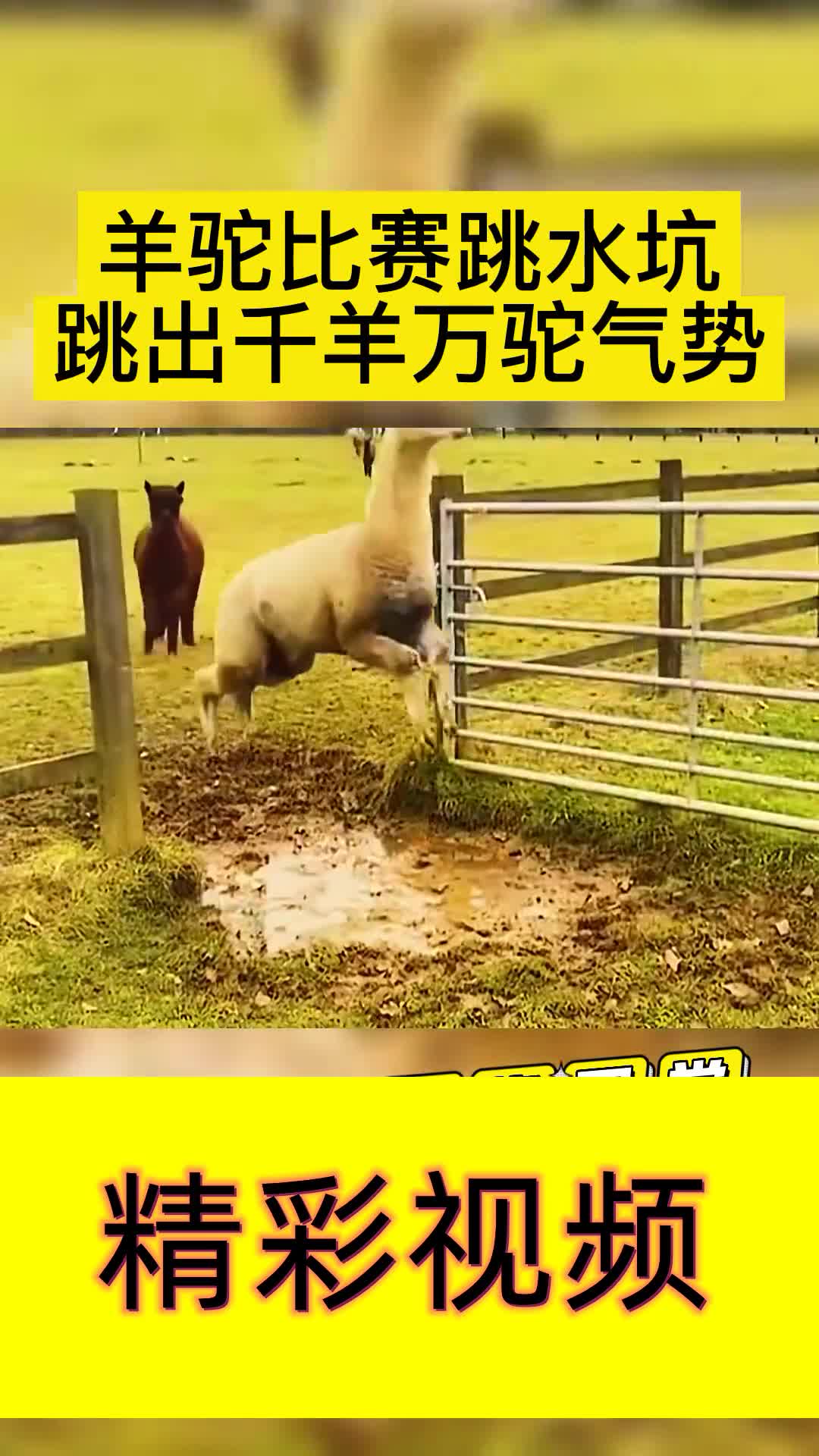羊驼比赛跳水坑跳出千羊万驼气势