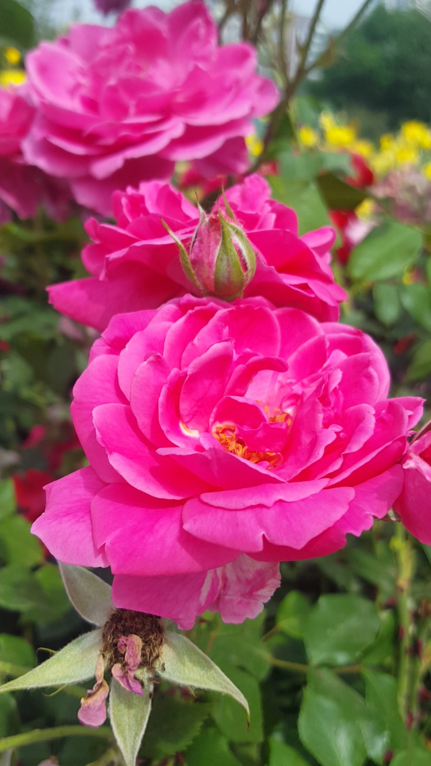 王者荣耀#美丽绽放的粉色月季花