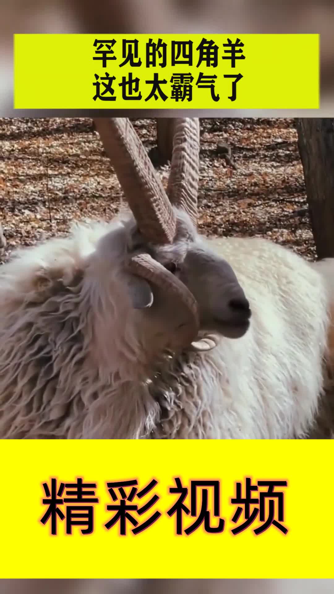罕见的四角羊这也太霸气了真是长见识了