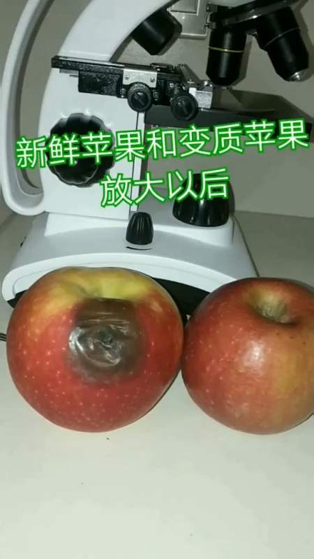 显微镜世界#新鲜苹果和变质苹果放大以后
