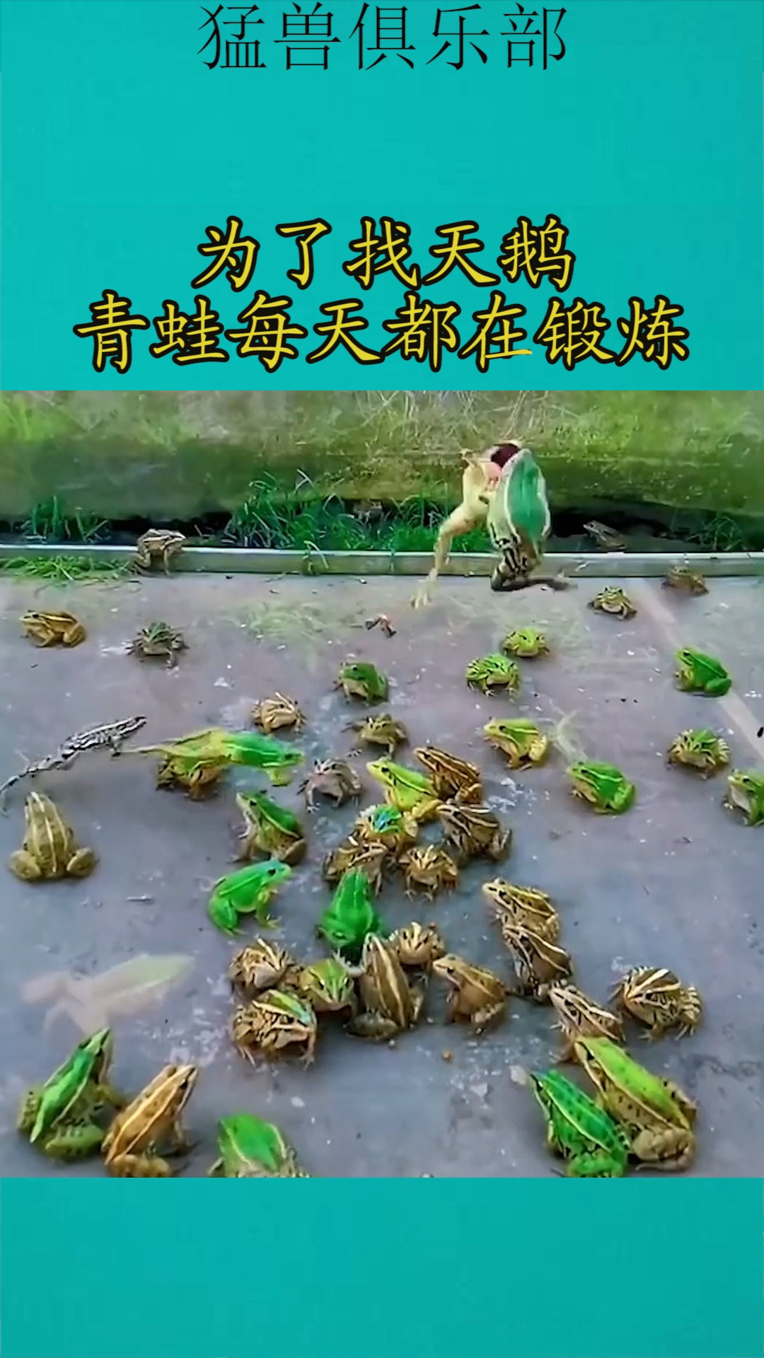 我要上热门#为了找天鹅,青蛙每天都在锻炼