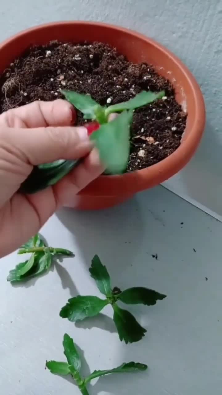 长寿花的扦插方法非常简单.