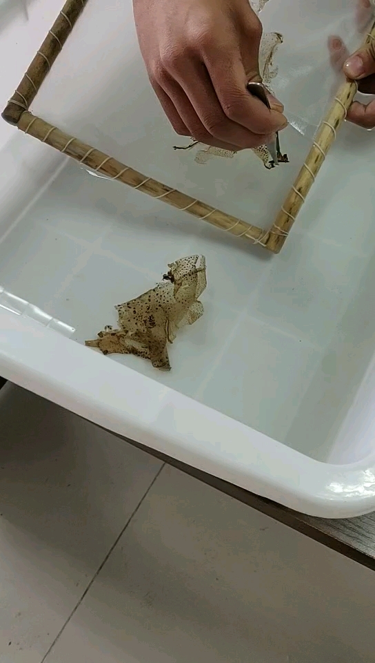 永发蟾蜍养殖,蟾衣采集整理技术学习