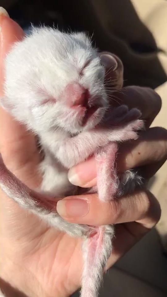 刚出生的小猫有多大图片