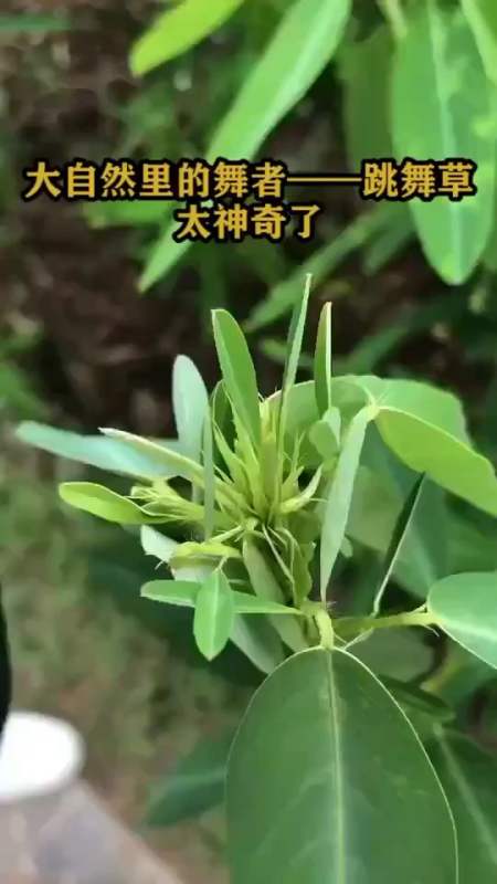 大自然里的舞者—跳舞草,太惊奇了!