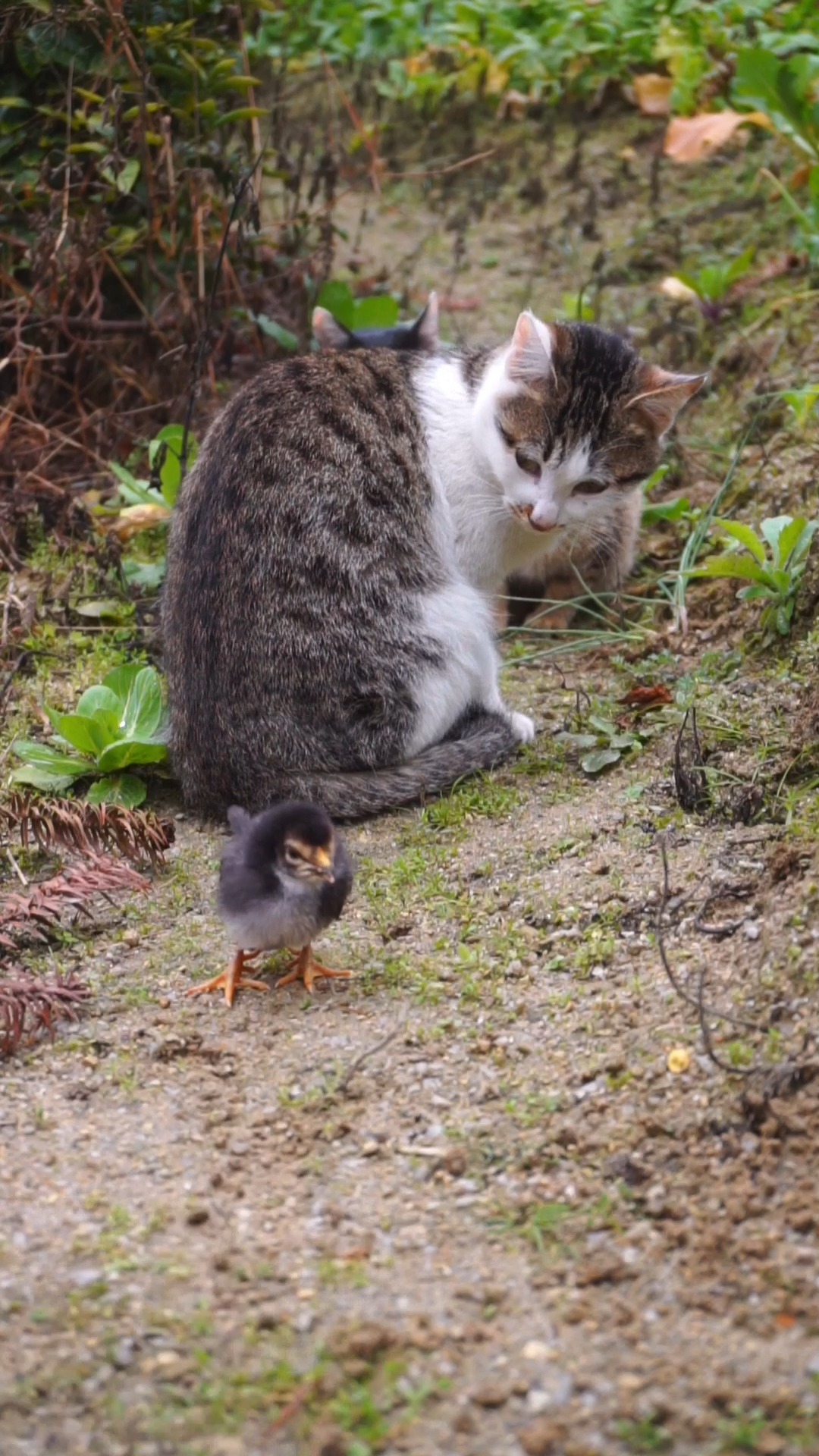 雪狸:小贵妃过来我们一起玩(●●)