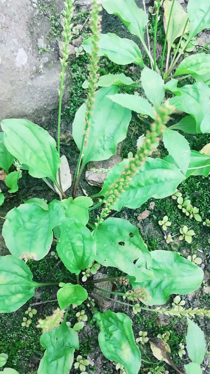 中草药,车前草.