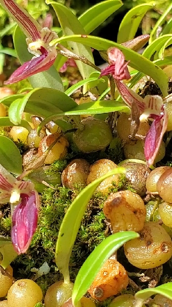 花卉绿植#秀色可餐,晶莹剔透的各种石豆兰