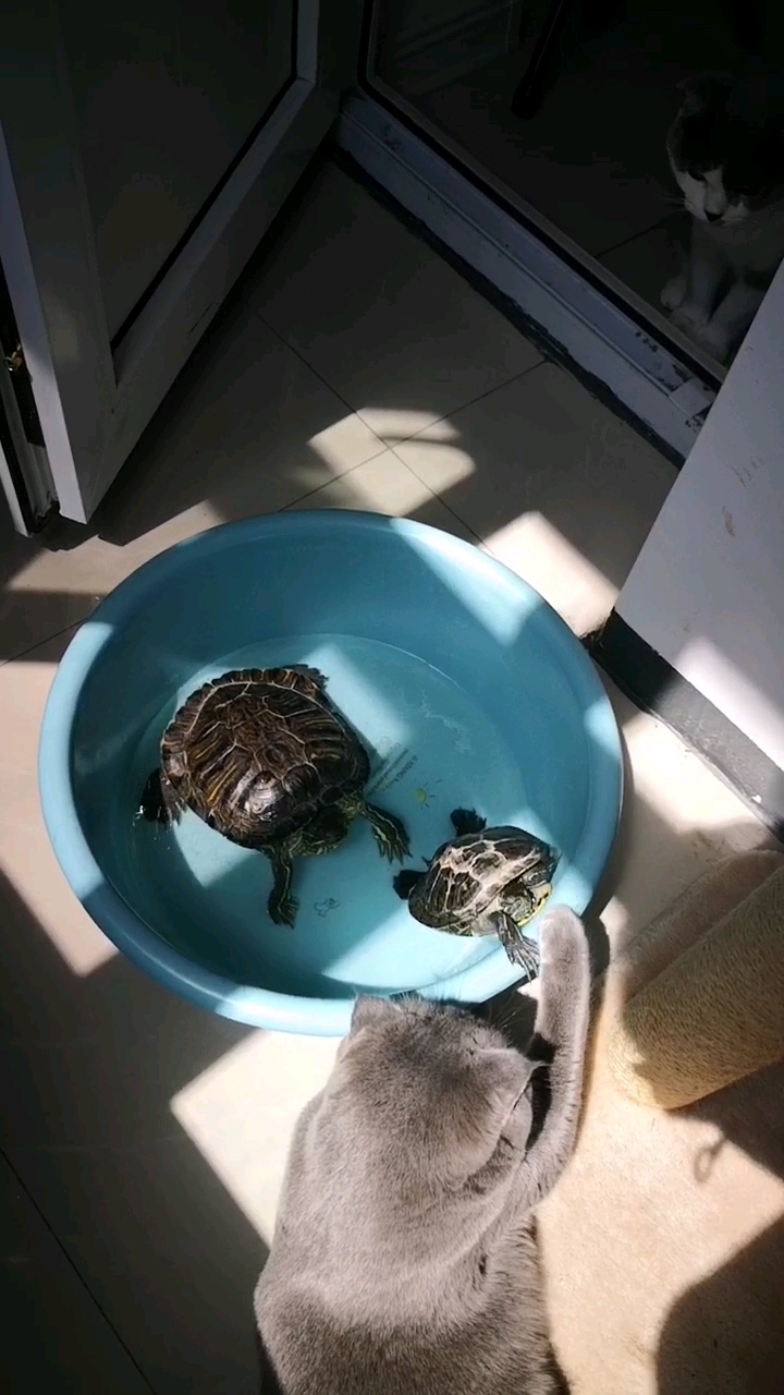 打你个缩头乌龟