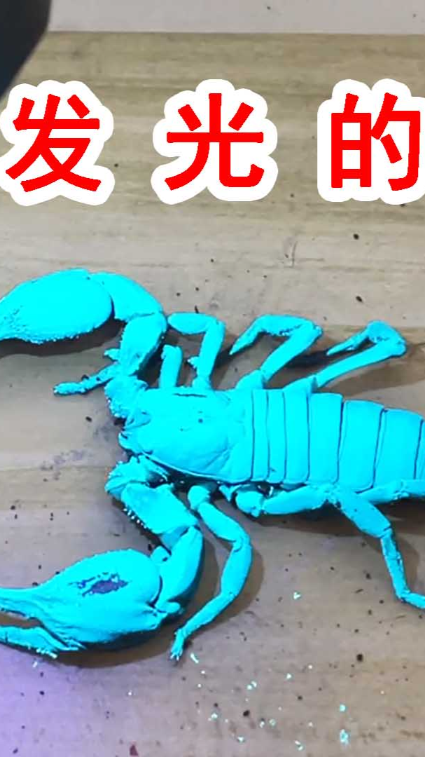 这是一只会发光的蝎子!非常神奇!
