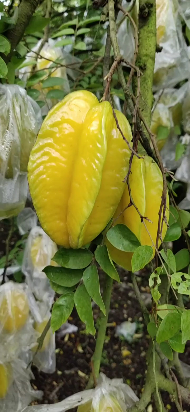 树上熟的杨桃.香甜多汁