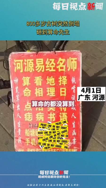 800多岁古树突然倒塌,砸到算命先生,其广告称可预测凶吉