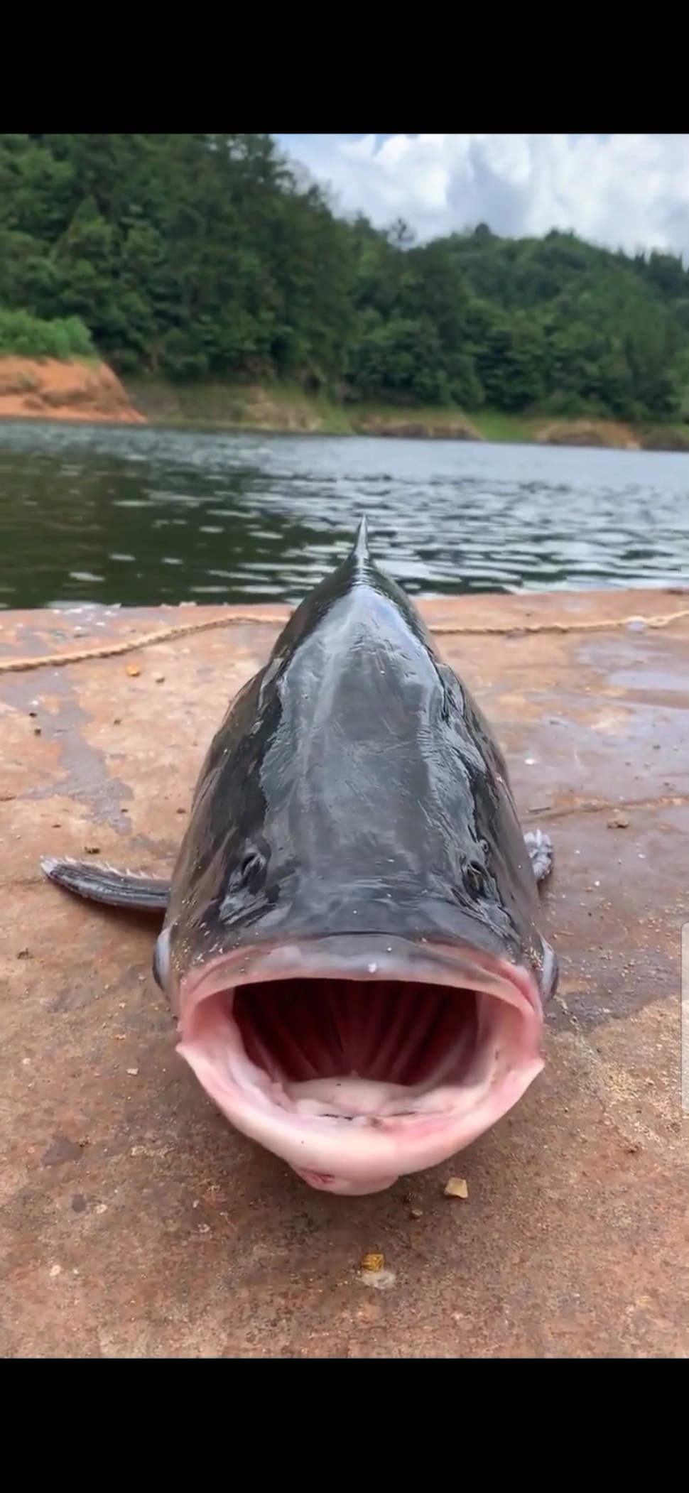 这是什么鱼啊,这嘴巴也太大了吧?