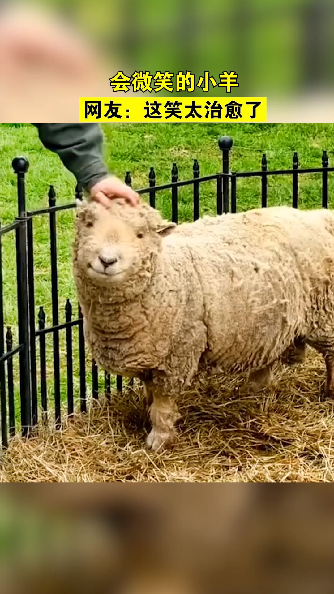 春雨小视频计划会微笑的小羊网友这笑太治愈了
