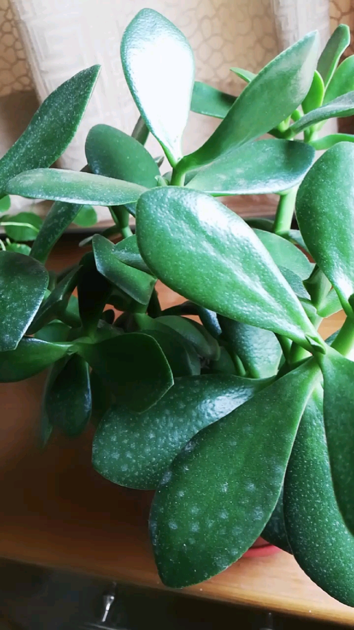 好美好美的豆瓣树,棒棒的