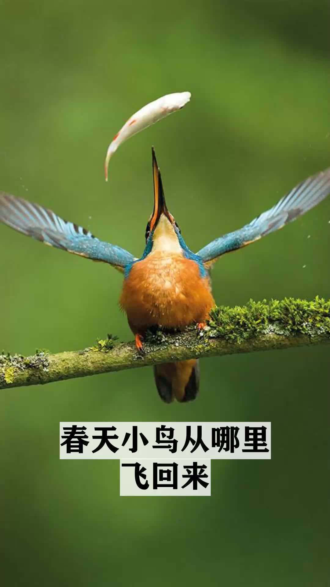 春天小鸟从哪里飞回来