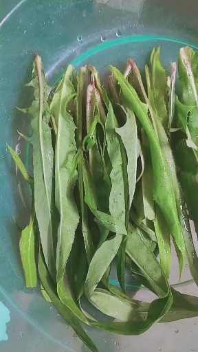 我的小菜园#鹅子菜