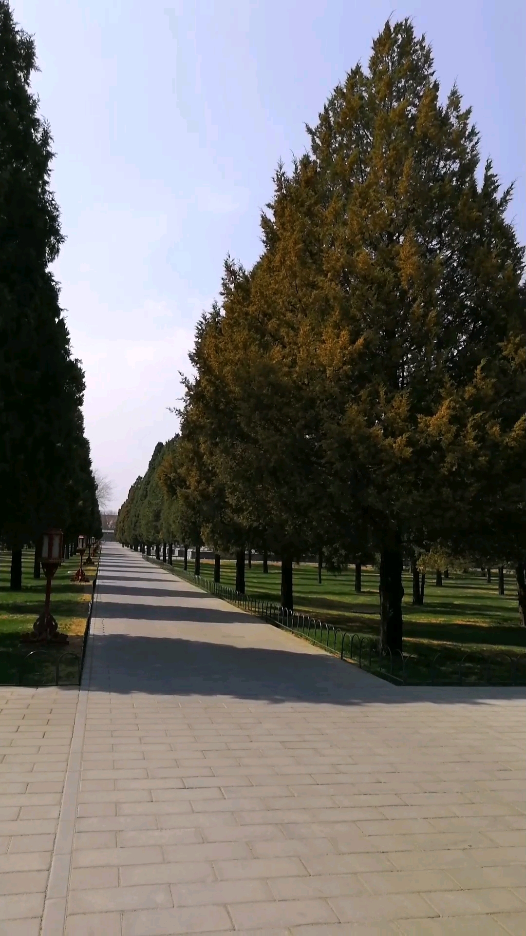 帶您逛北京 天壇公園景觀之松柏整齊劃一